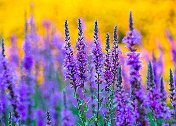 《战锤40K：Speed Freeks》新预告 夏季发售